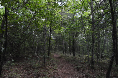 Smithgall Woods State Park: Laurel Ridge Trail, Wetlands Loop Trail ...